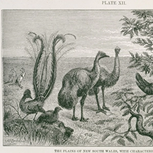 The plains of New South Wales, with characteristic animals