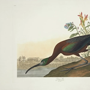 Plegadis falcinellus, glossy ibis