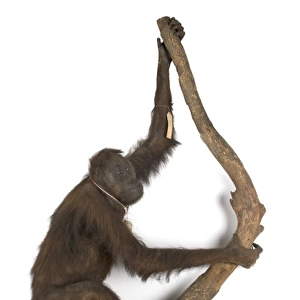 Pongo pygmaeus, bornean orangutan