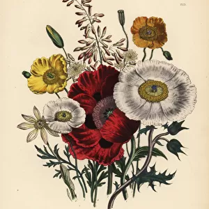 Poppy or Papaver species