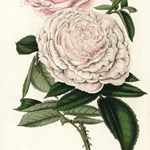 Queen Victorias rose, hybrid grown by William Paul