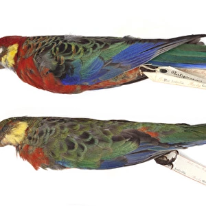 Red-capped parrot, Purpureicephalus spurius