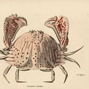 Red-spotted box crab, Calappa calappa