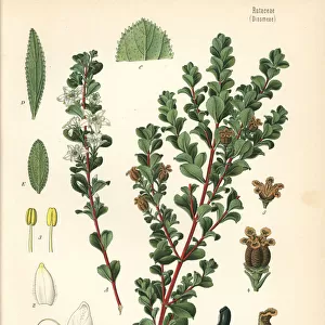 Round leaf buchu, Agathosma betulina