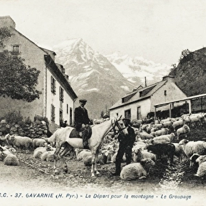Sheep in the street / village at Gavarnie, France