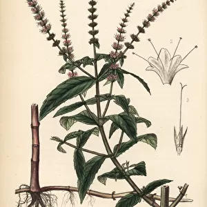Spearmint or spear mint, Mentha spicata