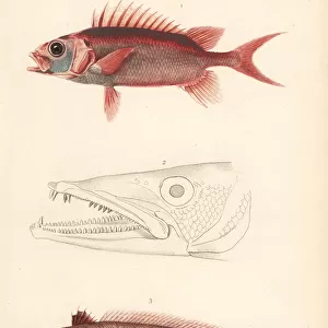 Squirrelfish and greater weever