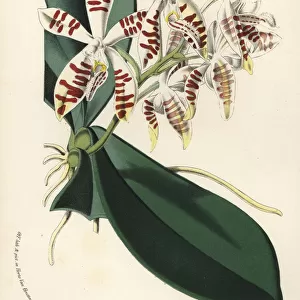 Sumatra phalaenopsis orchid, Phalaenopsis sumatrana