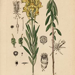 Yellow toadflax, Linaria vulgaris