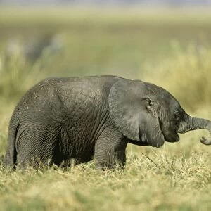 African Elephant FL 809 Baby Loxodonta Africana © Ferrero Labat / ARDEA LONDON