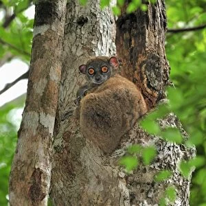 Ankarana Sportive Lemur - in tree with young - Ankarana National Park - Northern Madagascar