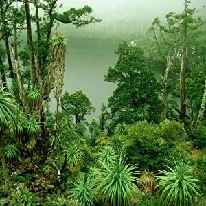 AUSTRALIA, Tasmania Franklin-Gordon Wild Rivers National Park Lake Tahune and alpine forest near Frenchmans Cap