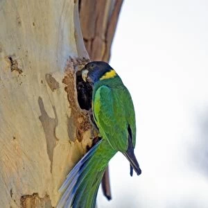 Australian Ringneck / Port Lincoln Parrot - at nest entrance in trunk of eucalyptus tree. Common in western, southern and central areas of Australia, inhabiting woodland, mallee and mulga, especially tree-lined watercourses