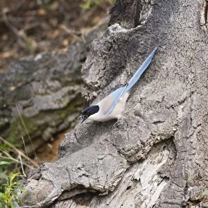 Azure-winged Magpie - April - Monfrague - Spain