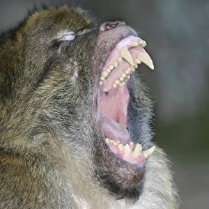 Barbary macaque / ape or rock ape - male performing aggressive, intimidation yawn. Monkey Mountain, Alsace. France. Distribution: Algeria, Morocco, Tunisia and Gibraltar