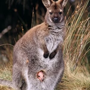 Bennet's / Red-necked Wallaby - Young baby in pouch. Tasmania, Australia
