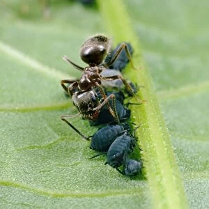 Black Garden Ant - Tending aphids, UK