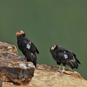 California Condors - with tags - near Grand Canyon National Park - Arizona - USA _C3A0164