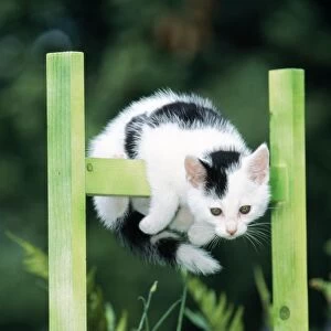 Cat Black & White Kitten