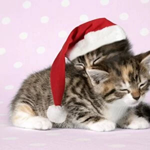 Cat - two sleepy kittens, one wearing a Christmas hat