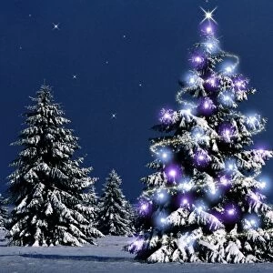 Conifers - with Christmas lights High-moor National Reserve, Belgium. Ditital Manipulation: darkened, added lights & stars