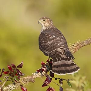 Cooper's Hawk - immature -during fall migration in October at Cape May, NJ, USA