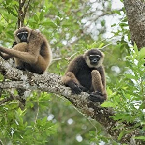 Dark-handed Gibbon / Agile Gibbon - Camp Leaky - Tanjung Puting N. P. - KalimantanBorneo - Indonesia
