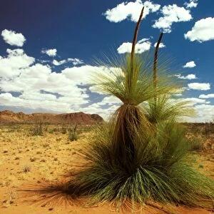 Desert Grass Tree near Gosse Bluff, Northern Territory, Australia. RMS00788