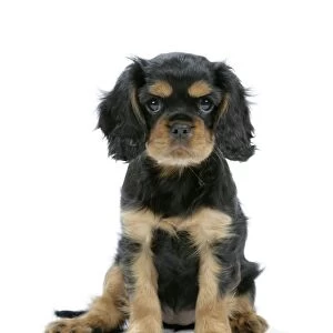 Dog - Cavalier King Charles Spaniel puppy 6/7 weeks old