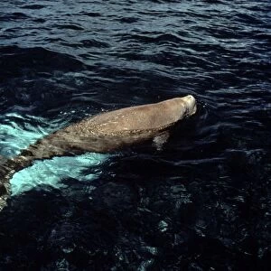 Dugong - surfacing - Shark Bay, W. Australia AU-1414