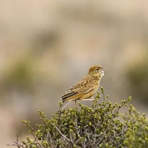 Eastern Clapper Lark - Male singing from perch. Insectivorous, also taking grass and forb seeds. Inhabits highveld grasslands. Near endemic in subregion. Mountain Zebra National Park, Eastern Cape, South Africa