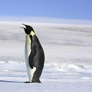 Emperor Penguin - adult calling. Snow hill island - Antarctica