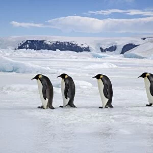 Emperor Penquin - Four walking on sea ice - Snow Hill Island - Antarctica - October