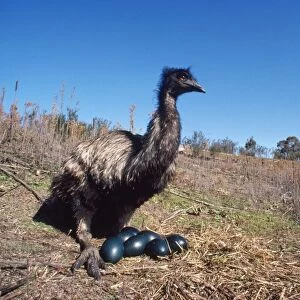 Emu - male, sitting on eggs