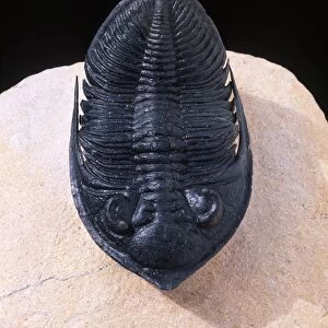 Fossil: Trilobite Size: 74 mm long Devonian Morocco