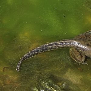 Green Frog (Rana clamitans) - Metamorphosing frog showing tadpole tail and frog limbs - New York - USA