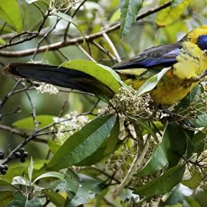 Green Rosella - adult sits on a tree feeding on its blooms. To be able to feed on them comfortably it uses its claw to bring the blossoms towards its beak