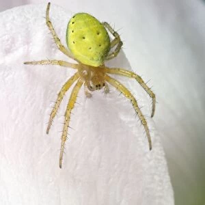 Green Spider - UK