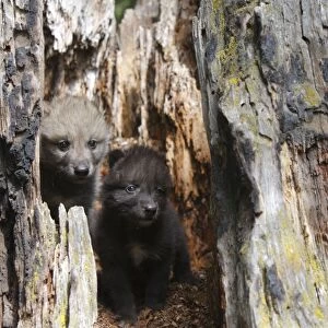 Grey / Timber Wolf - 1 month old pups in hollow tree stump. Montana - United States