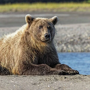 Grizzly bear resting on shoreline, Lake Clark National Park and Preserve, Alaska, Silver Salmon Creek Date: 28-08-2021