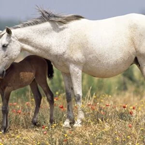 Horses - Spanish Ponies - with foal - Coto Donana Spain