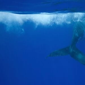 Humpback whale - Adult swimming at the surface. Vava'u, Tonga, South Pacific