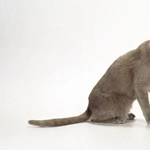 Korat-thai Lilac Cat