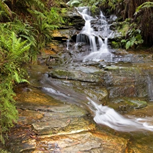 Leura cascades - beautiful waterfall rushes down over moss-covered rocks, surrounded by lush vegetation of mostly ferns - Leura Cascades, Blue Mountains National Park, New South Wales, Australia