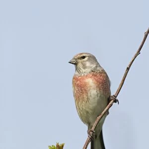 Linnet - male perched highup on Hawthorn bush in evening sunshine - May - Texel - Netherlands