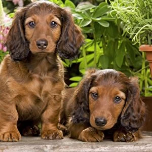 Long-Haired Dachshund / Teckel Dog - puppies by flowerpots. Also known as Doxie / Doxies in the US