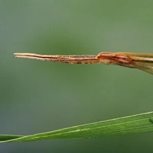 Long Snout / Slant-faced Grasshopper