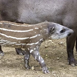 Lowland / Brazilian / Amazonian / South American Tapir. Venezuela