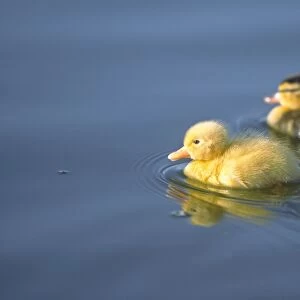 Mallard Ducklings on Hickling Broad Norfolk UK