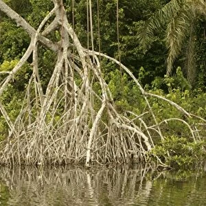 Mangrove Swamp / Forest Congo, Central Afria